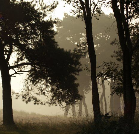 Leersumse Veld