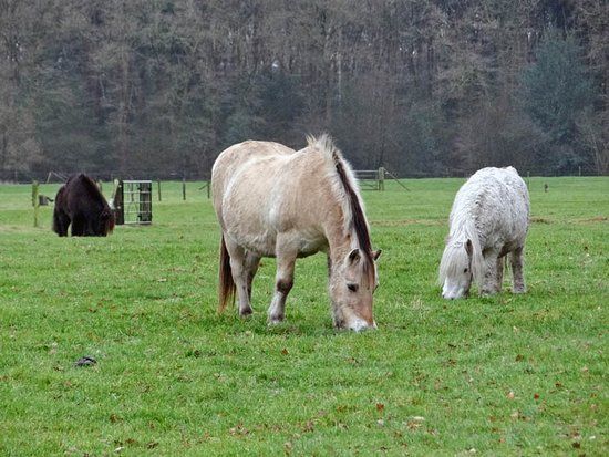 De Paardenkamp